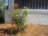 Form of a young shrub