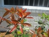 Bronzy new leaves