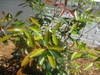Green leaves