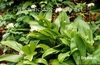 Clintonia umbellulata