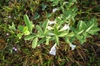 Form