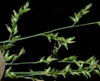 Beaked spikelets