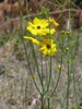 Sickle tickseed found in Pender County, NC.