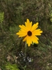Sickle tickseed flower found in Brunswick County, NC.