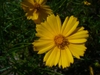 close up of flower (in summer in Moore county)