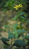 Form