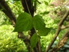 Cornus mas leaf