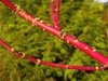 Cornus sericea red stem