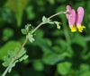 Corydalis sempervirens closeup