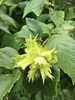 Corylus americana