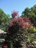 Cotinus coggyria