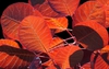 Cotinus coggygria