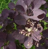 Cotinus coggyria