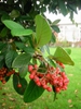 Cotoneaster lacetse