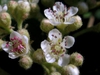 Cotoneaster lacetse