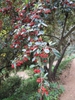 Cotoneaster lacetse