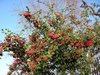 Cotoneaster lacetse