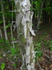 Bark