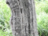 Crataegus nitida bark
