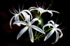 Crinum americanum
