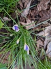 Crocus