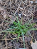 Crocus