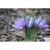 Flowers and leaves
