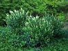 Clethra alnifolia 'Crystalina' 