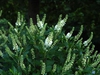 Clethra alnifolia 'Crystalina' 