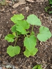 Cucurbita maxima