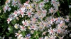 Symphyotrichum cordifolium