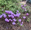 Cyclamen graecum