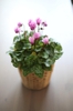 Cyclamen persicum