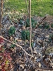 leaves pushing up from the ground.