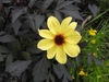 yellow single dahlia against dark reddish leaves.
