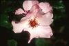 Rosa 'Dainty Bess'