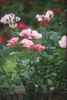 Rosa 'Dainty Bess'