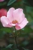 Rosa 'Dainty Bess'