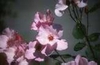 Rosa 'Dainty Bess'