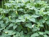 Dense, leafy shrub with upright flower buds in various stages