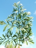 Daucus carota