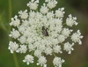 Daucus carota