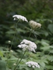 Daucus carota