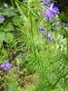Delphinium ajacis (annual larkspur) fine foliage