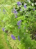 Delphinium ajacis (annual larkspur) fine, feathery oliage