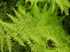 Detail of bipinnate frond.