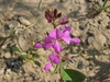 Desmodium spp.