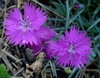 Dianthus gratianopolitanus