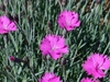 Dianthus gratianopolitanus
