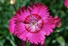 Dianthus gratianopolitanus